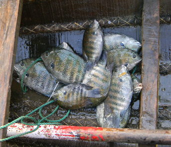 Karimeen