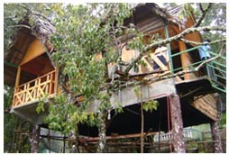 Tree House